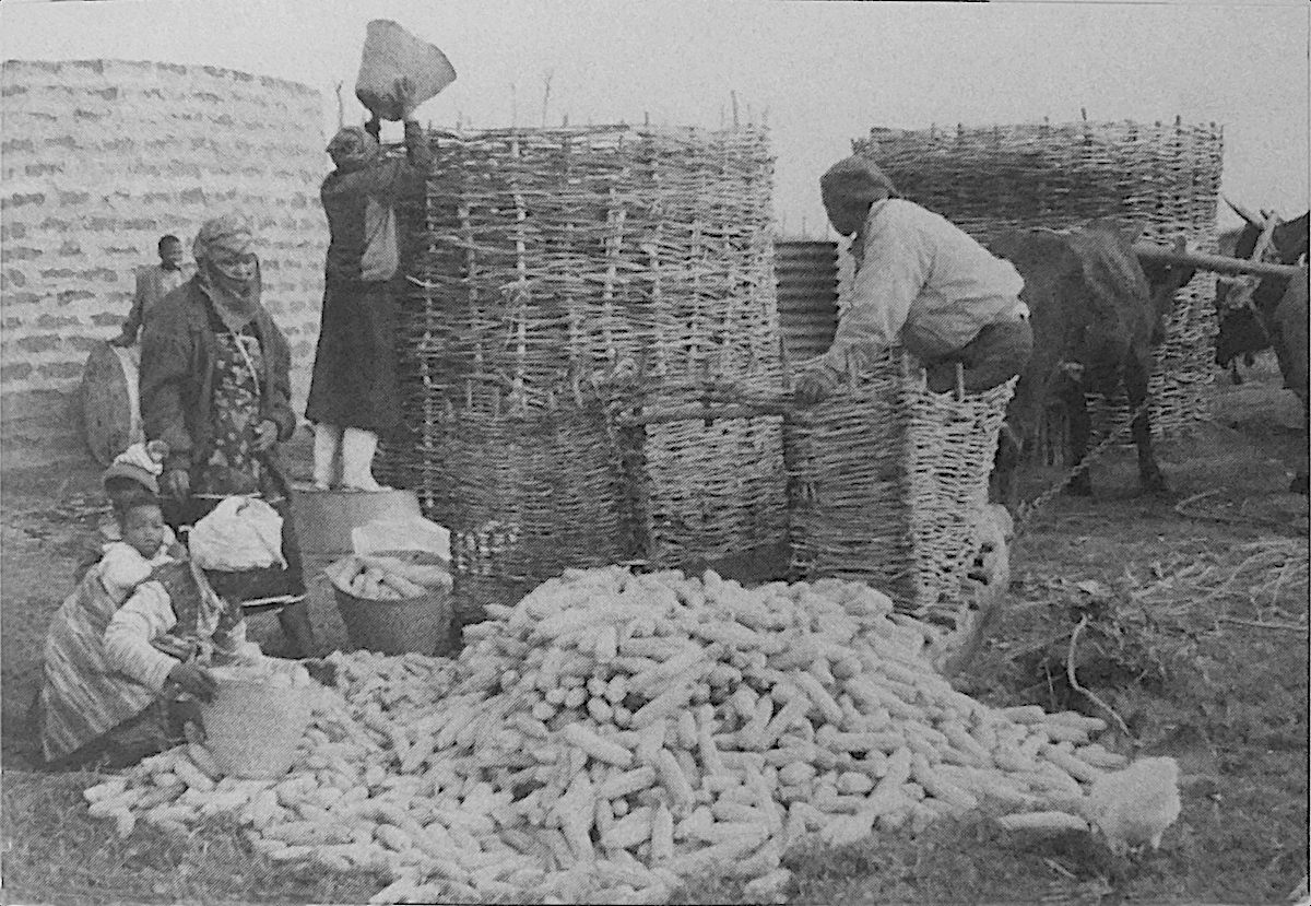 Stockage du maïs, 1980